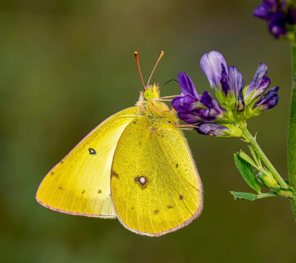 _8251423-Edit.jpg