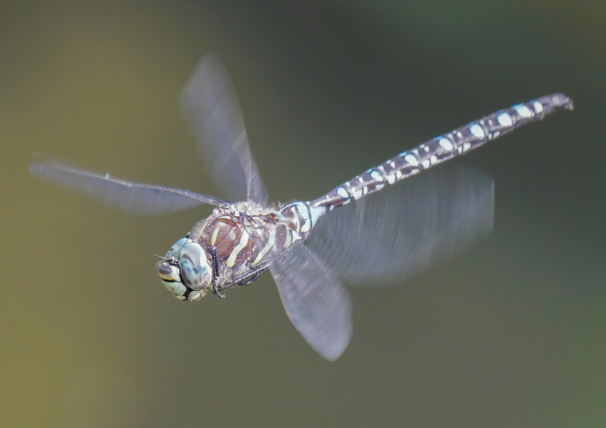 _9191024-Edit.jpg