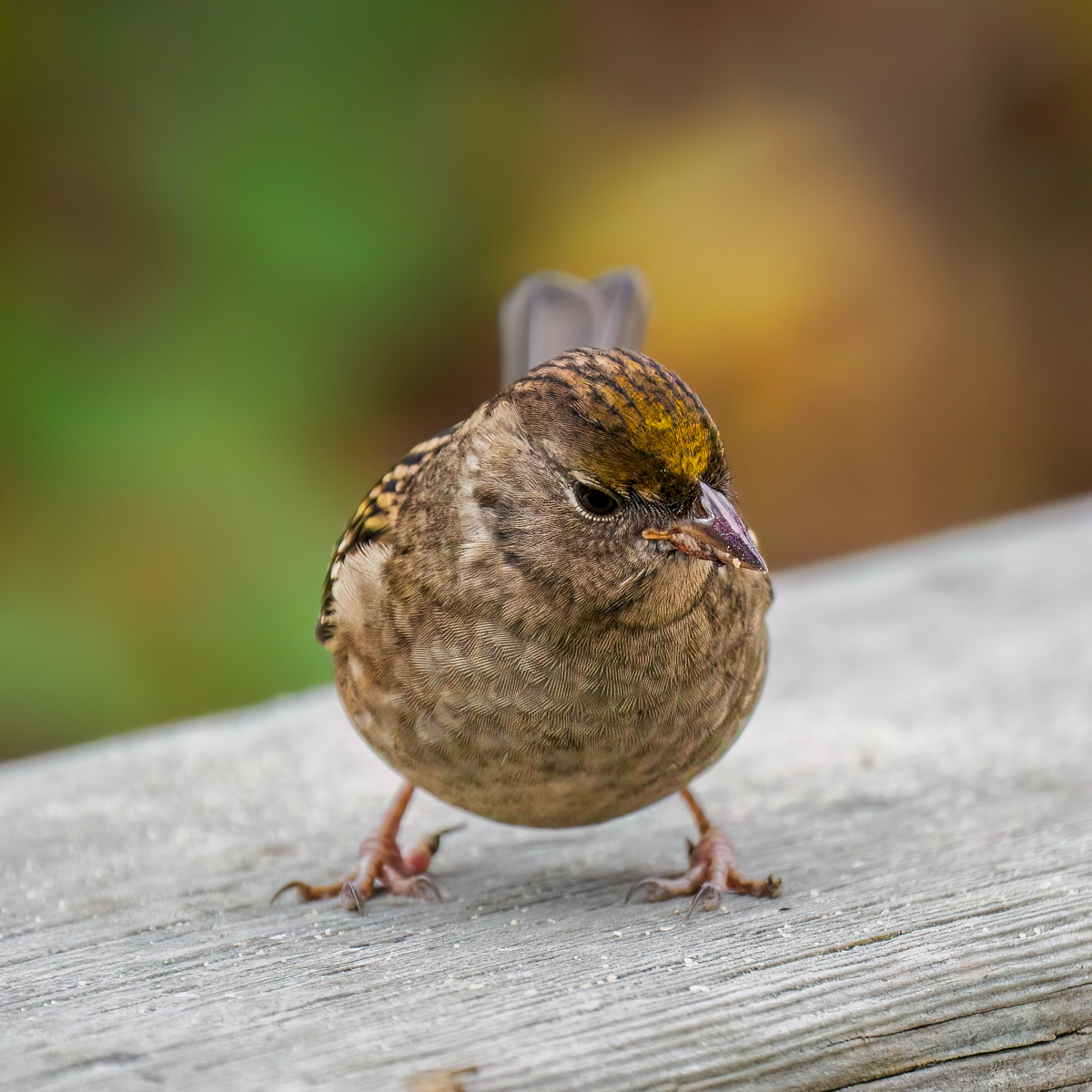 _9231912-Edit.jpg