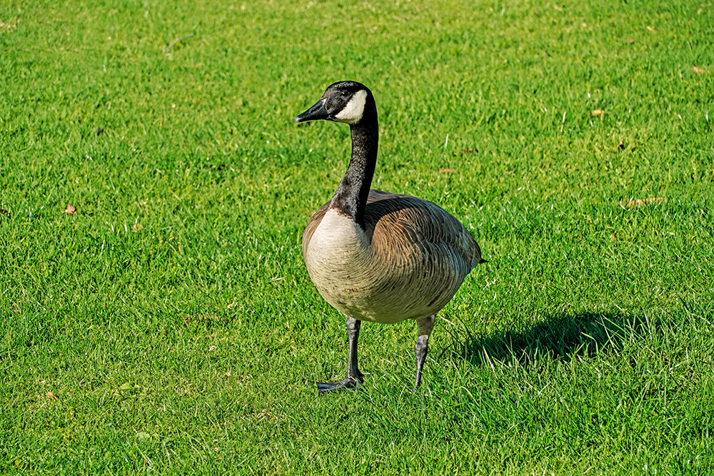 _A642892_dw.jpg