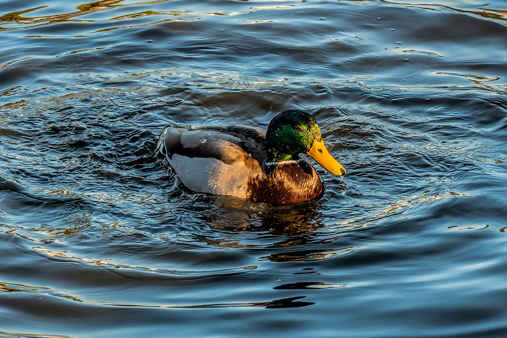 _A648075_dw.jpg