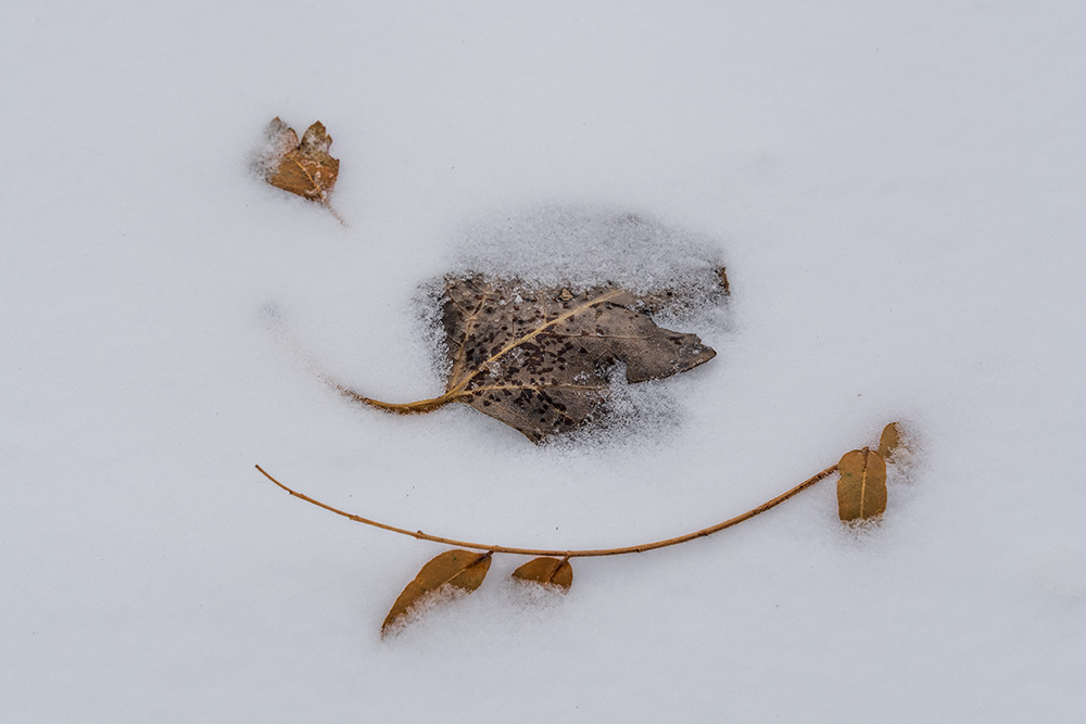 _A649125_dw.jpg