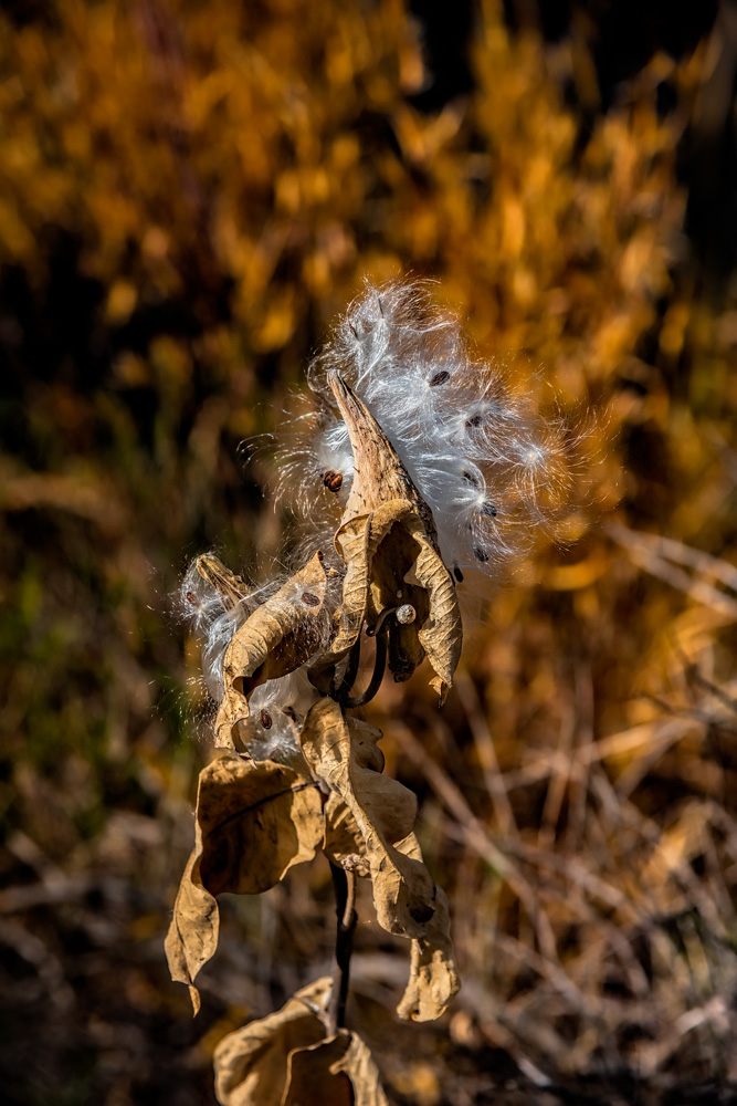 _D810112_dw.jpg