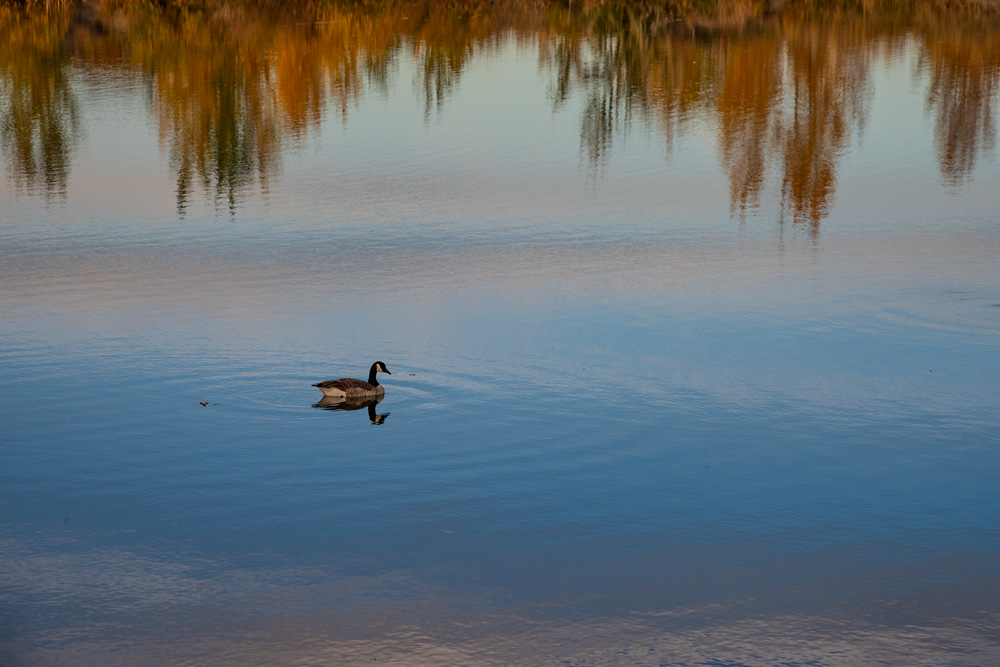 _D810208_dw.jpg