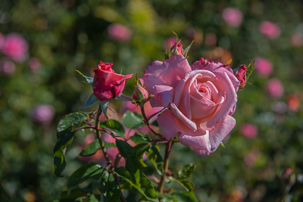_D810927_dw.jpg