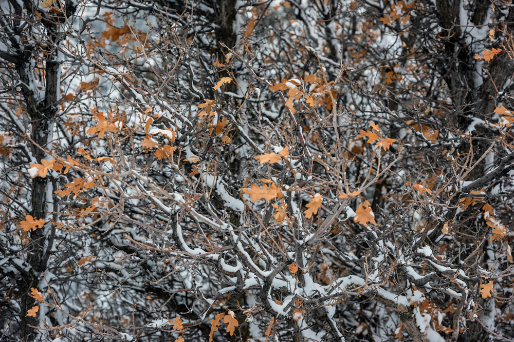_D811340_dw.jpg