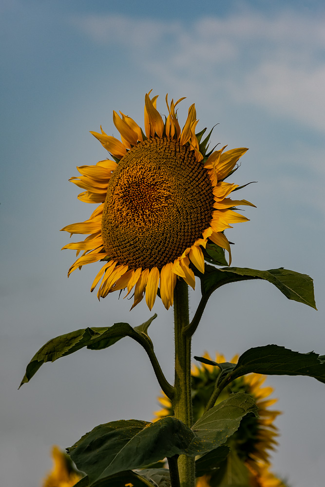 _D815829x_dw.jpg
