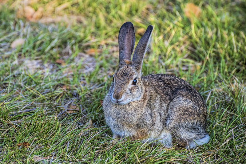 _D850728_dw.jpg