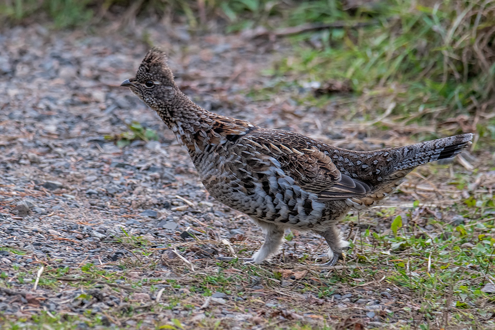 _D854143_dw.jpg
