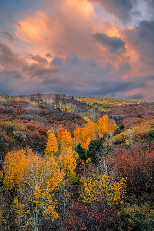 _D854166_dw.jpg