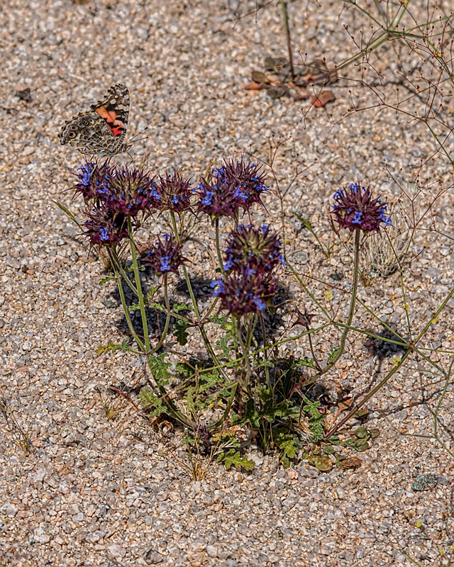 _D854228_dw.jpg