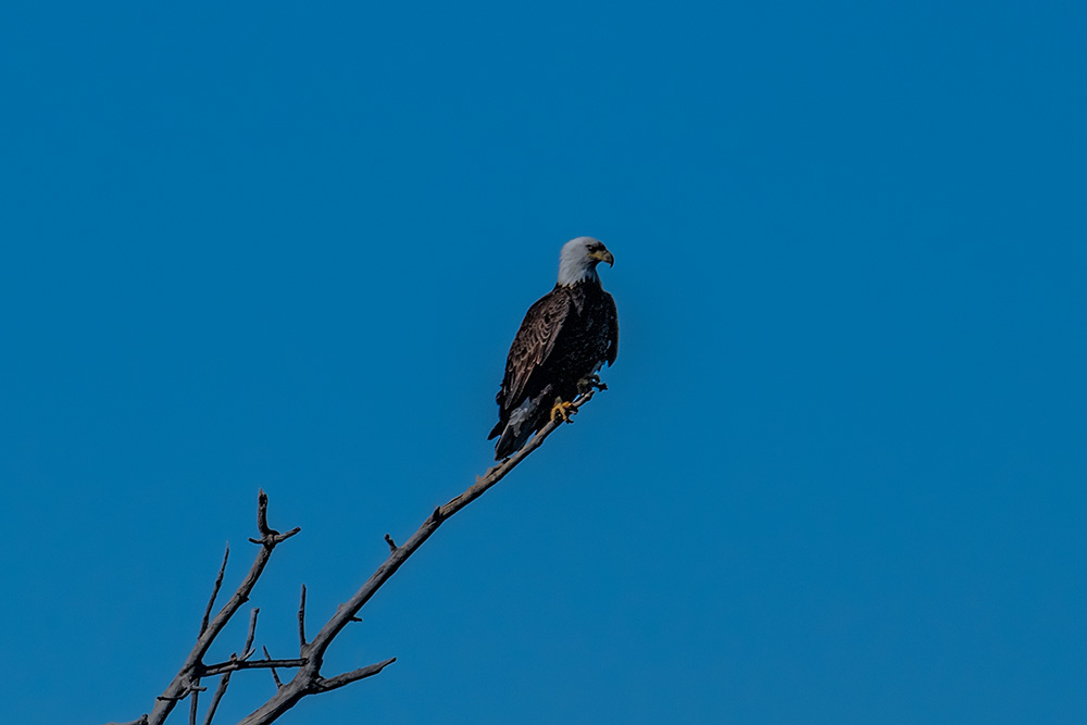 _D855615x_dw.jpg