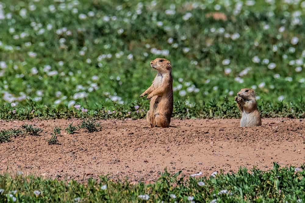 _D859517_dw.jpg