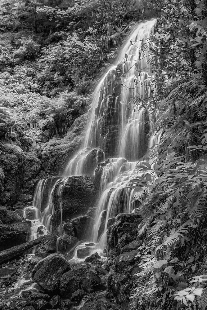_D8C4318_BW_SF_dw.jpg