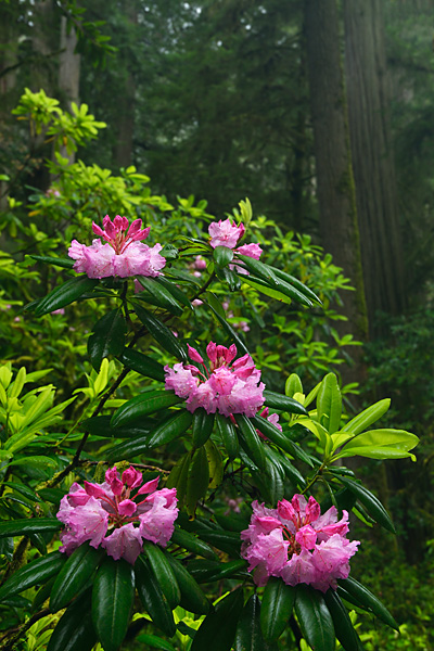 _D8C6578_dw.jpg