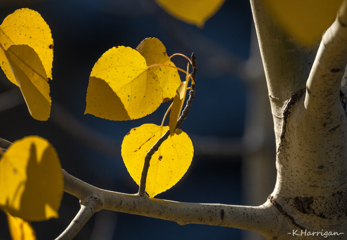 _DSC0292-sharpened.jpg