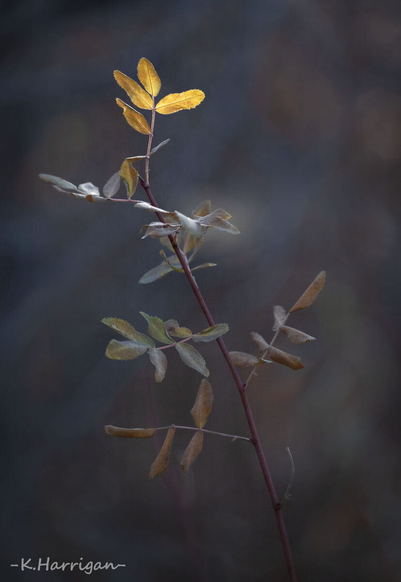 _DSC0439 copy.jpg