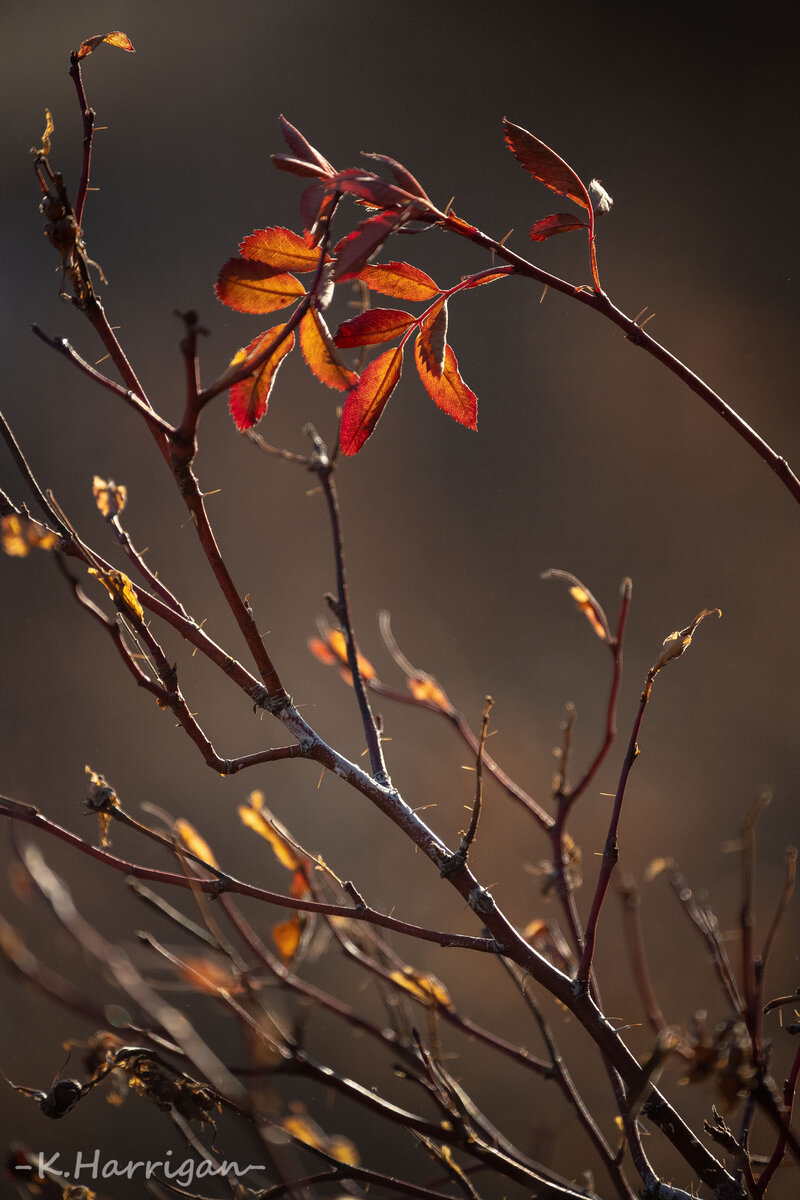 _DSC0456 copy.jpg