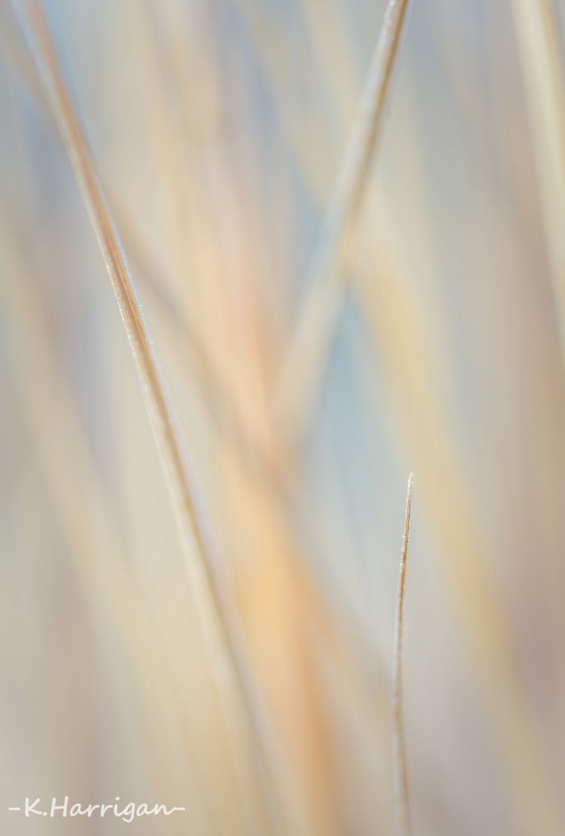 _DSC0667 copy.jpg