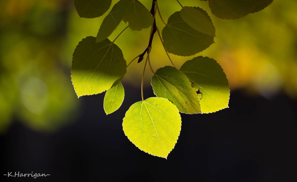 _DSC0719 copy.jpg