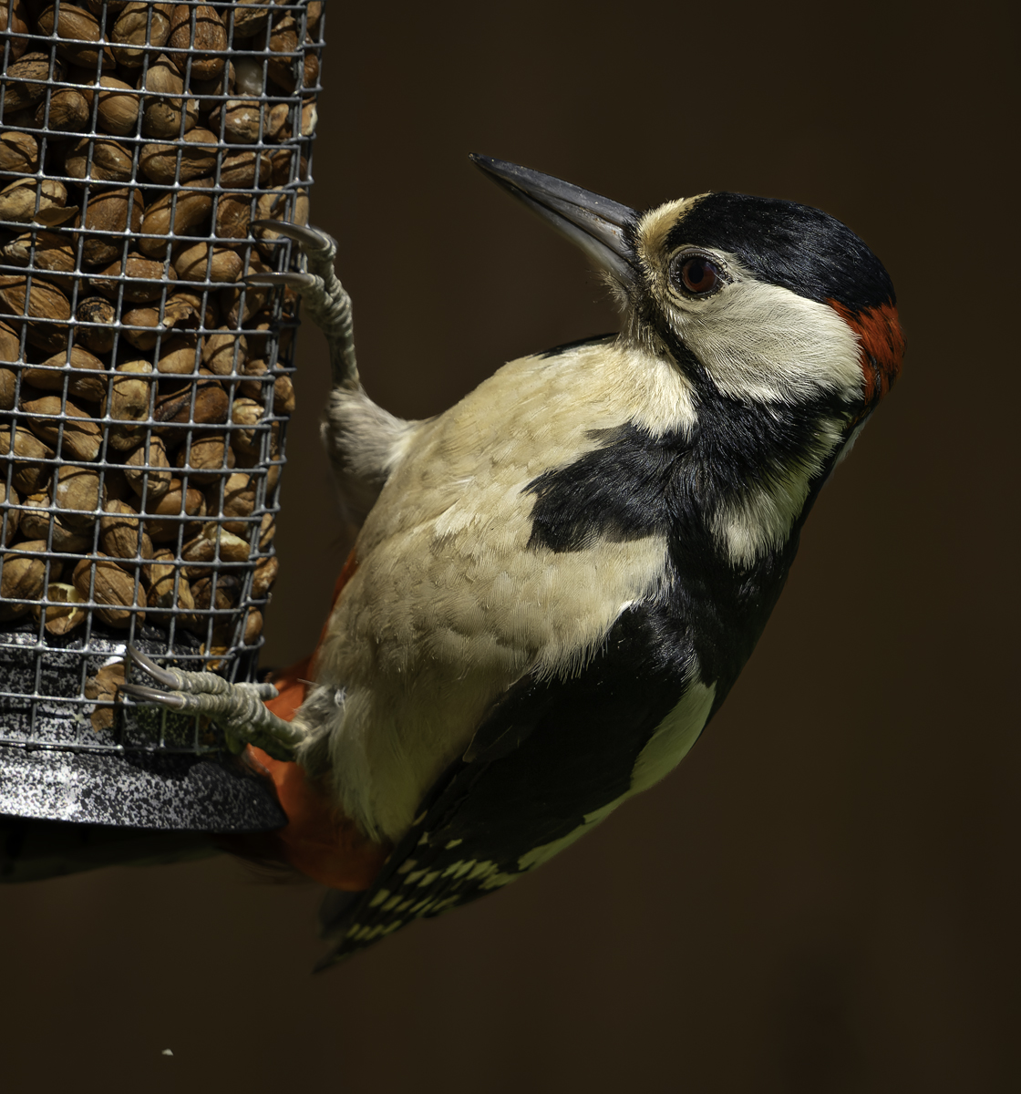 _DSC0830-ARW_DxO_DeepPRIME-1 copy.jpg