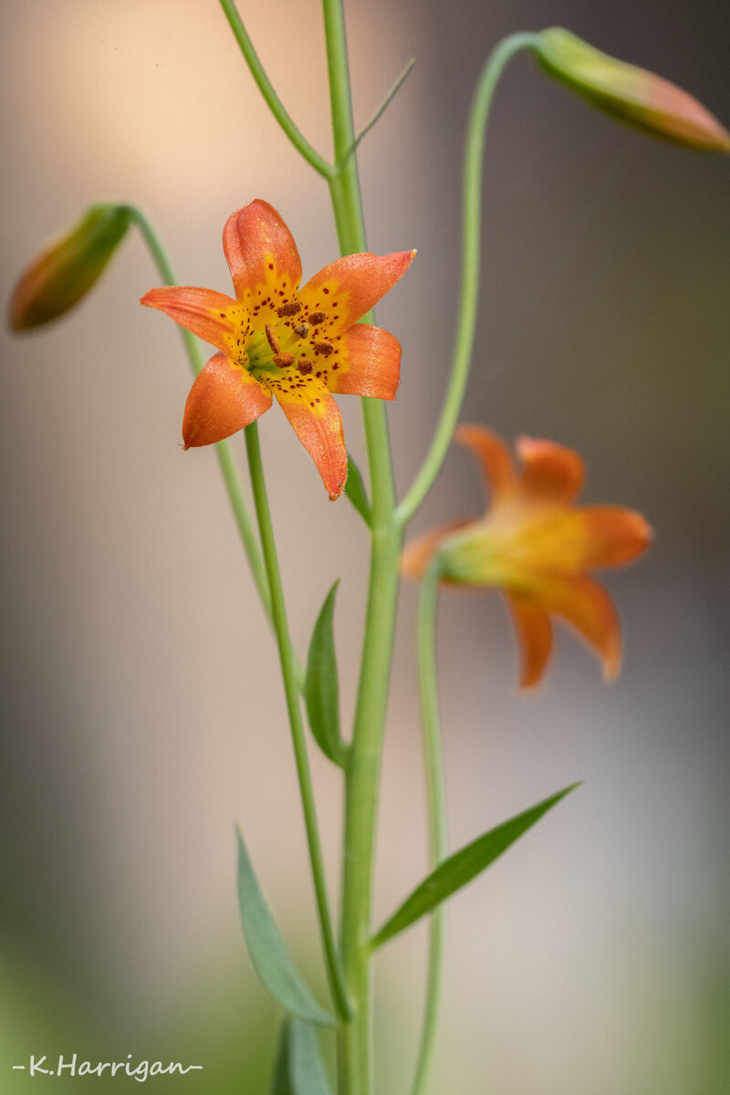_DSC0878 copy.jpg