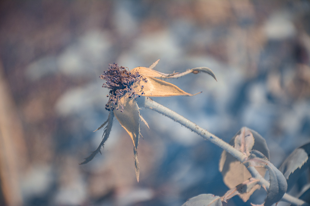 _DSC0956_WBbox_dw.jpg