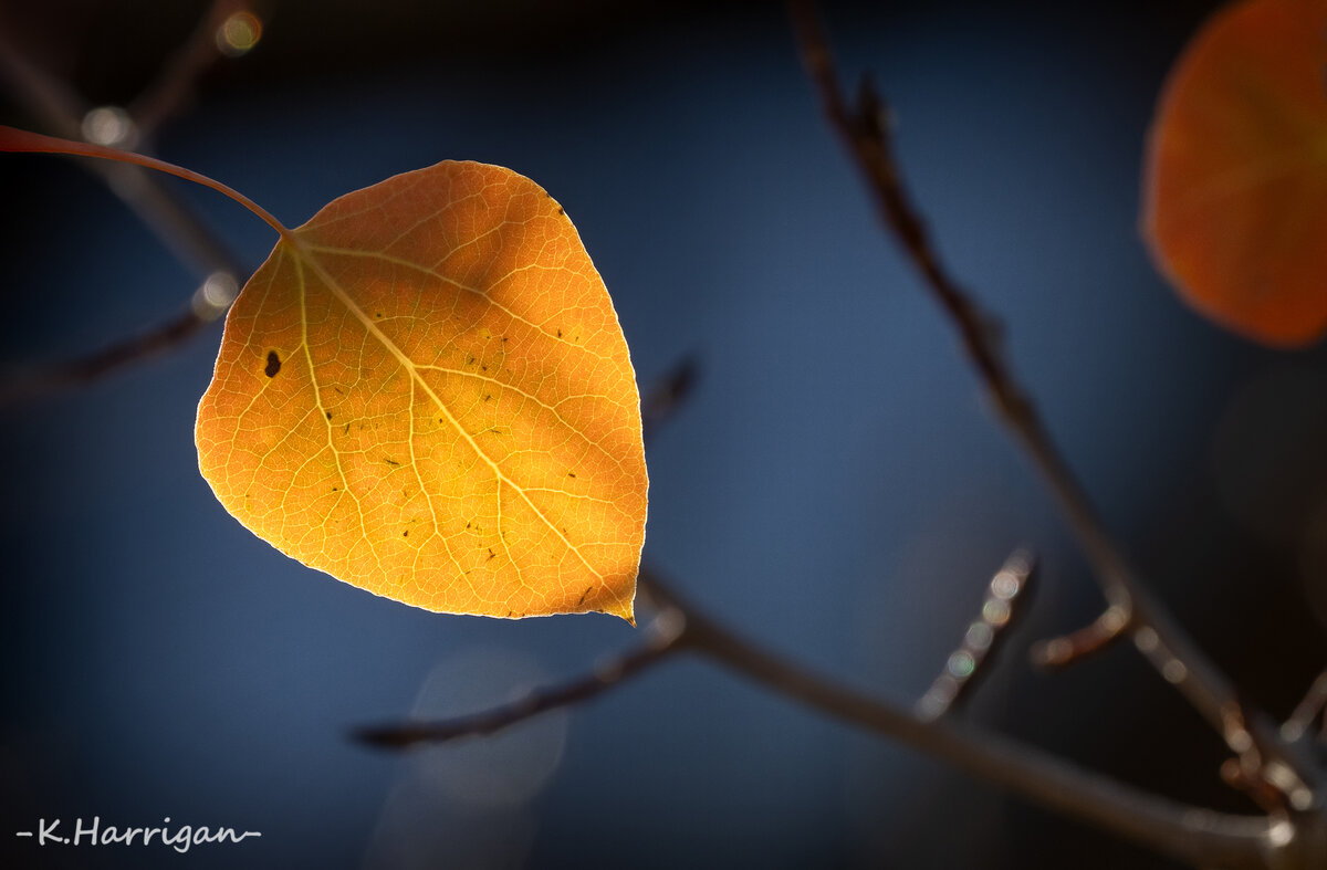 _DSC1343-sharpened copy.jpg