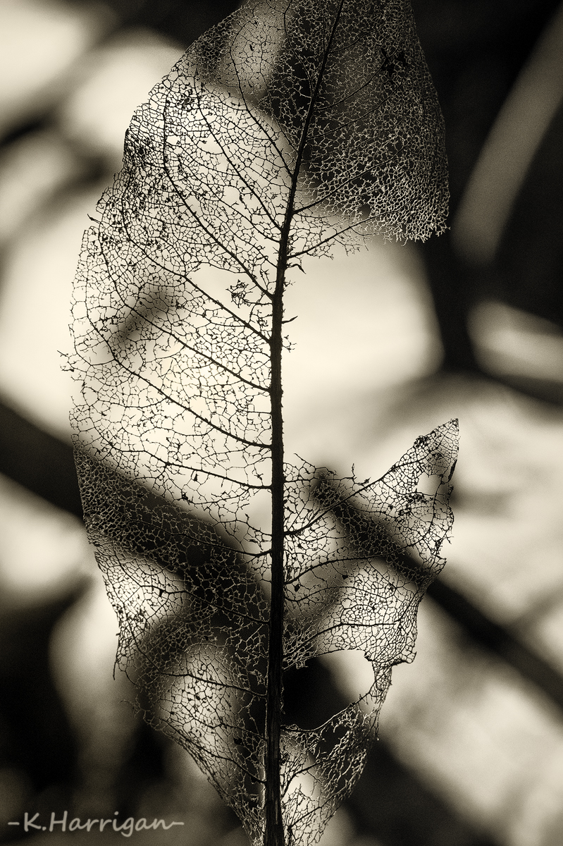 _DSC1581-sharpened.jpg