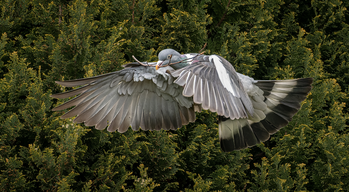 _DSC1643-ARW_DxO_DeepPRIME-1 v2.jpg