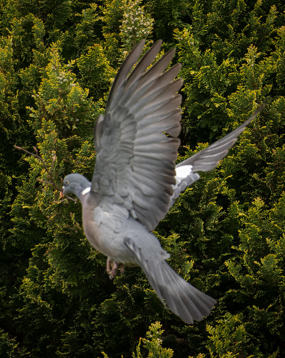 _DSC1648-ARW_DxO_DeepPRIME-1.jpg