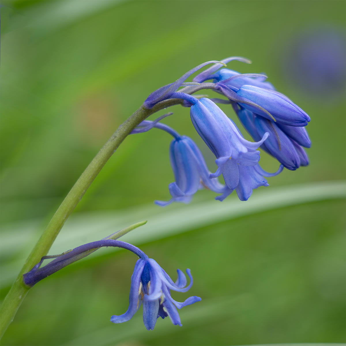 _DSC1742-1 copy.jpg