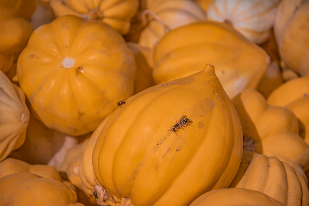 _DSC1821_WBbox_dw.jpg