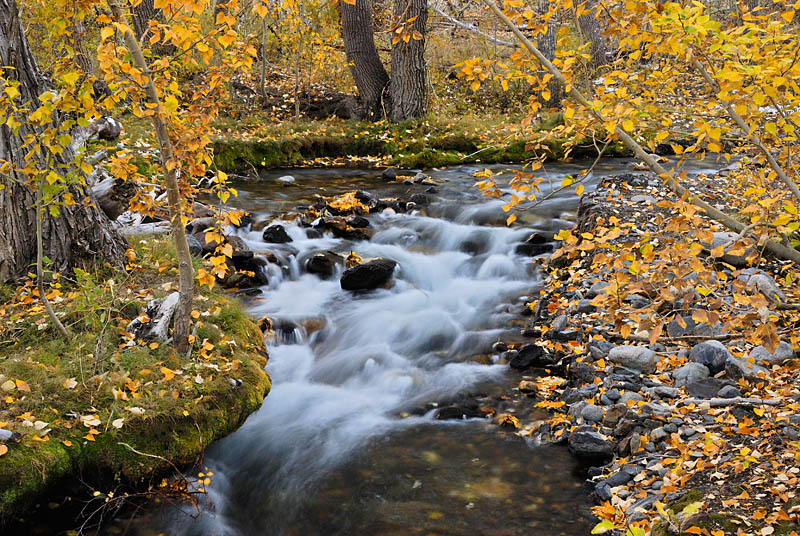 _DSC2003_dw.jpg