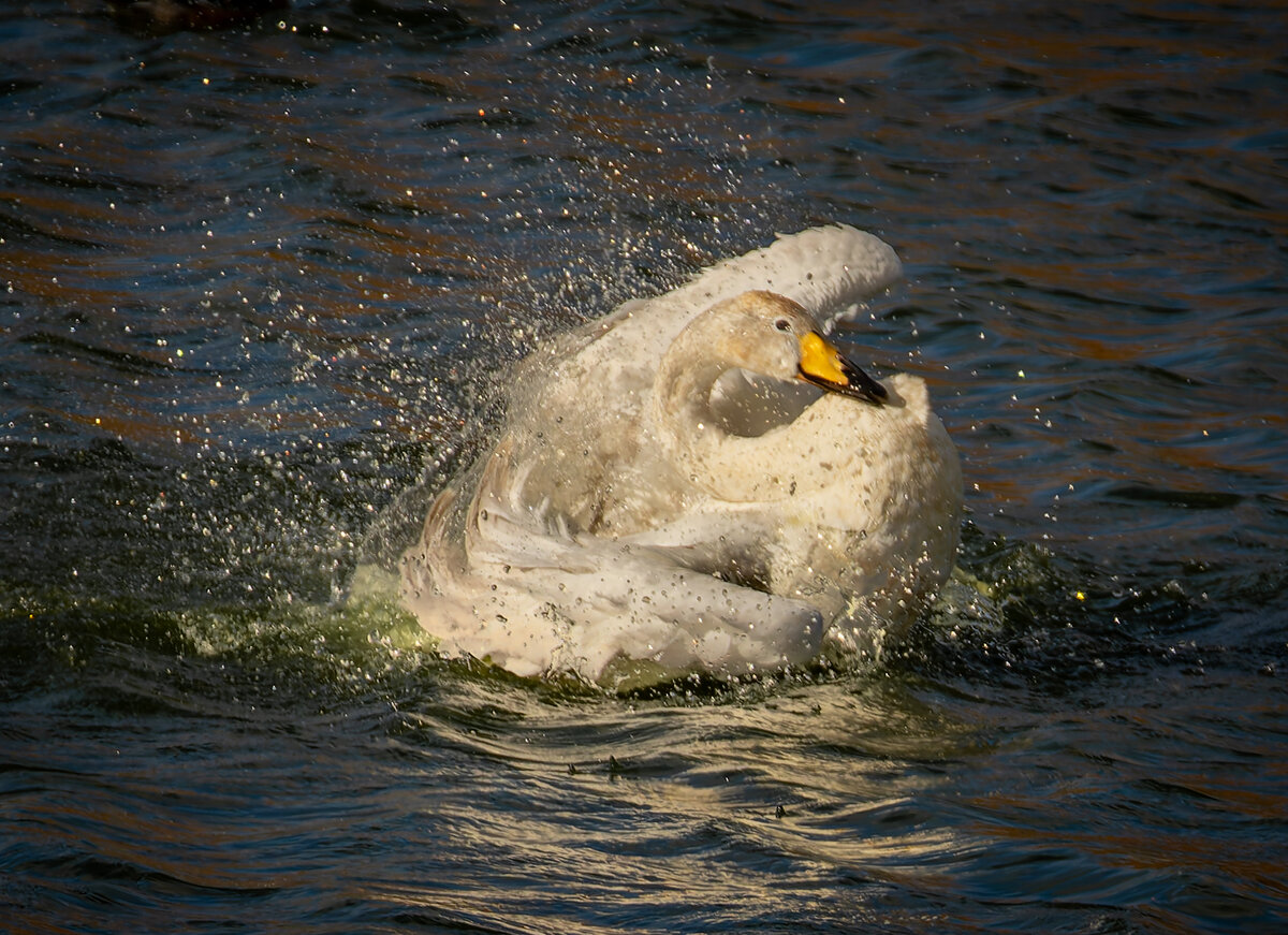 _DSC2056-DxO_DeepPRIME XD2s-1 copy.jpg