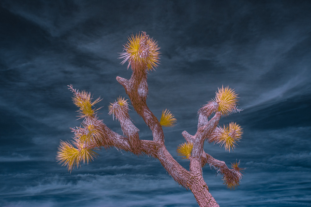 _DSC2109_a1_dw.jpg