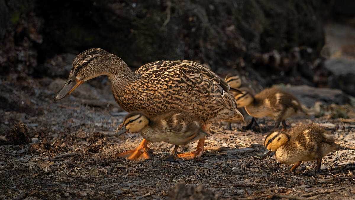 _DSC2379-ARW_DxO_DeepPRIME-1 copy.jpg