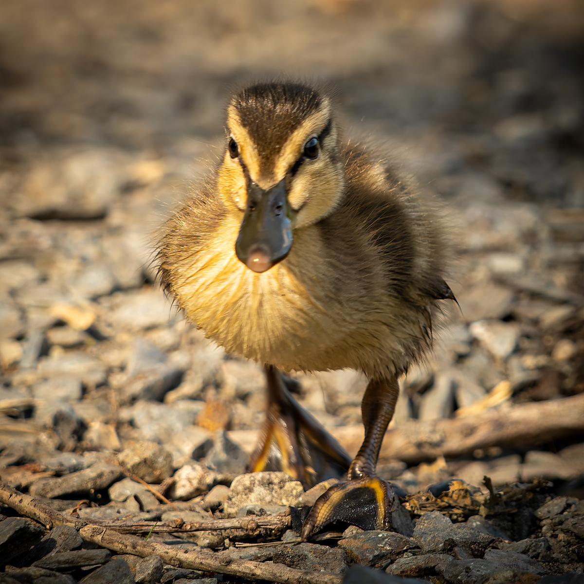 _DSC2390-ARW_DxO_DeepPRIME-1 copy.jpg