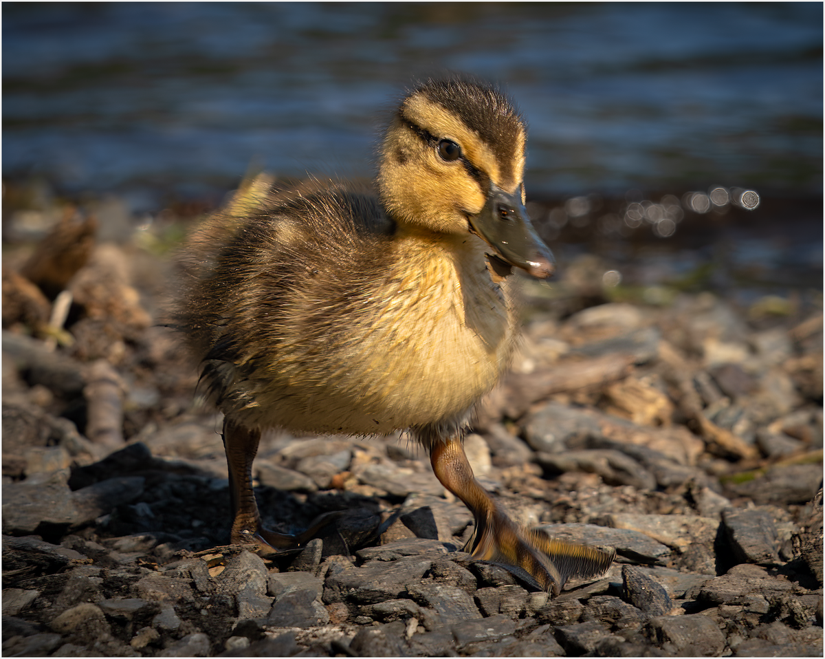 _DSC2399-ARW_DxO_DeepPRIME-1 copy.png