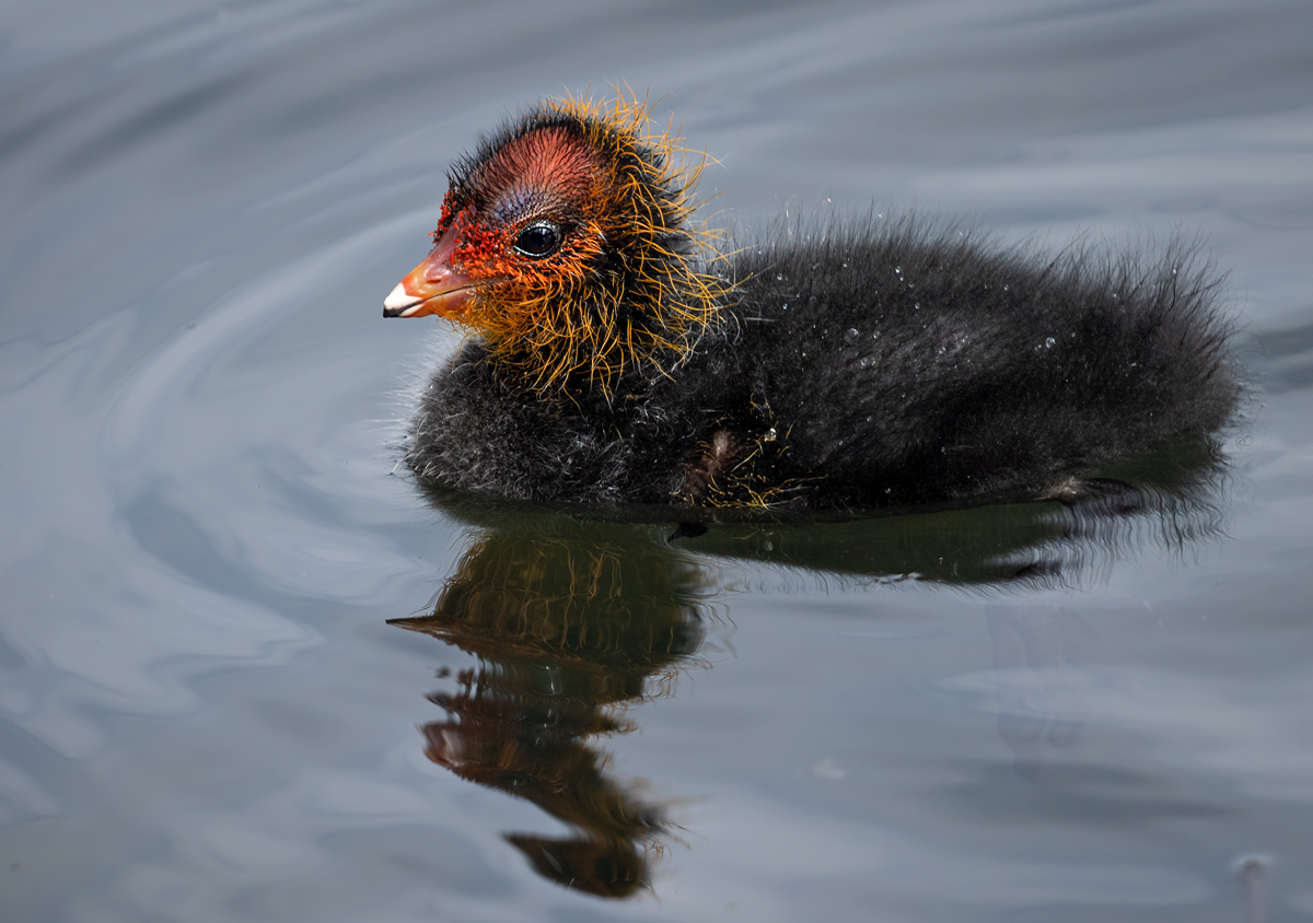 _DSC2520-1 copy.jpg