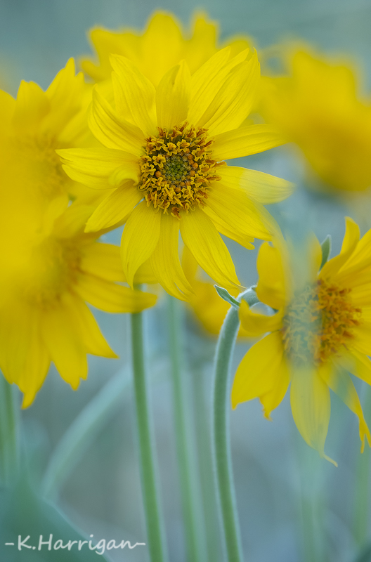 _DSC2993-sharpened.jpg