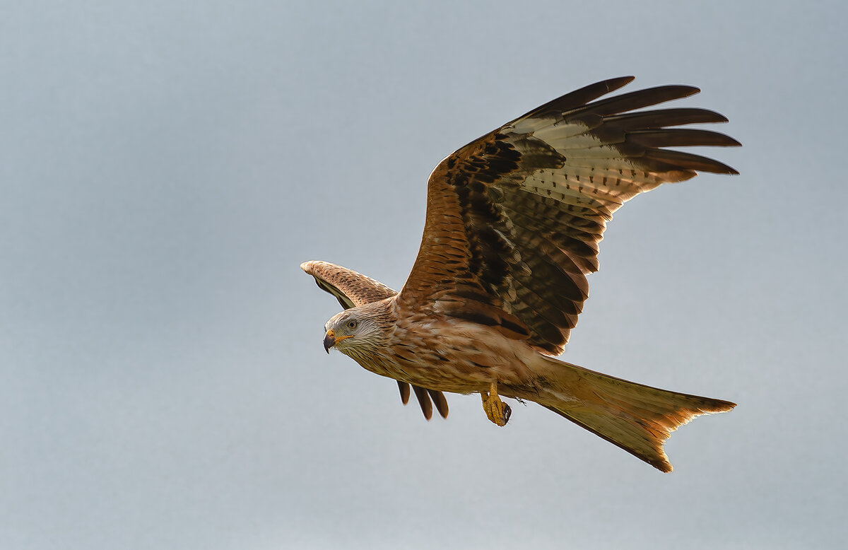 _DSC3003-DxO_DeepPRIME XD2s-1 copy.jpg