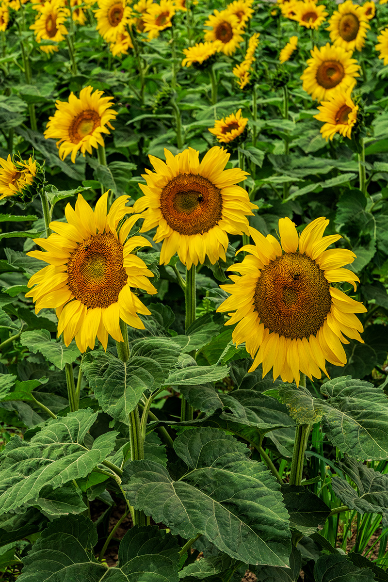 _DSC3007_dw.jpg
