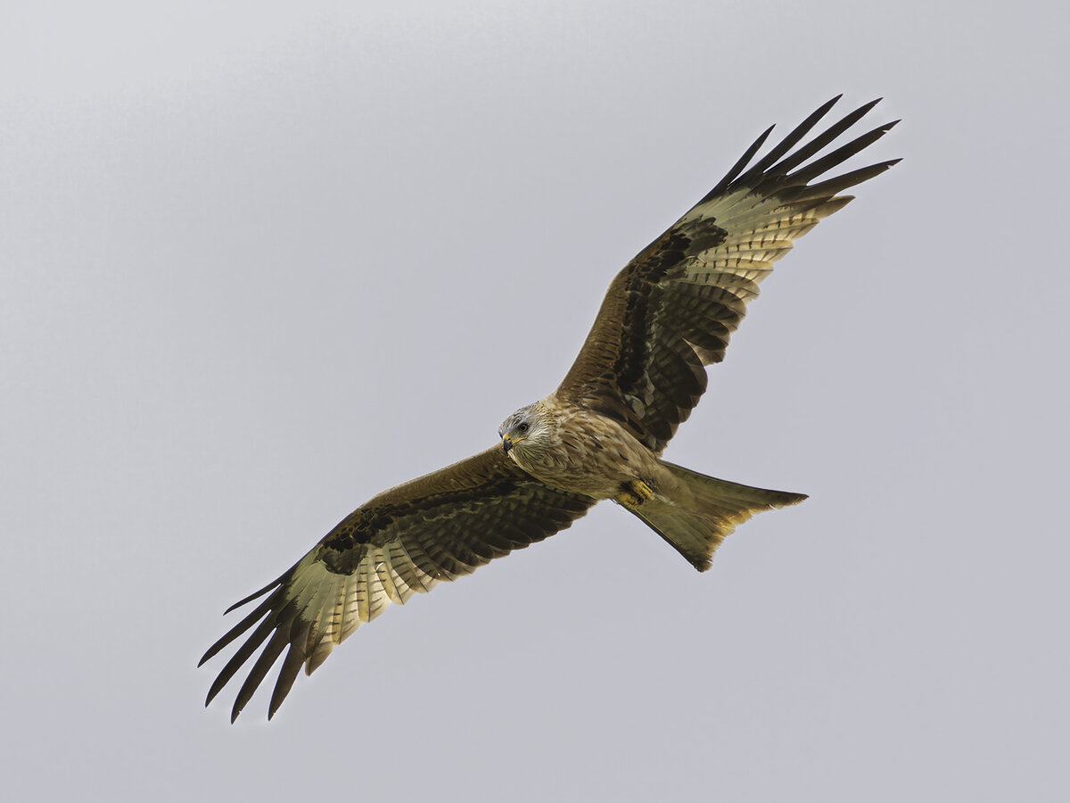 _DSC3051-DxO_DeepPRIME XD2s-1 copy.jpg