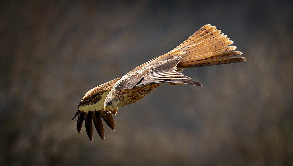 _DSC3084-DxO_DeepPRIME XD2s-1 copy.jpg