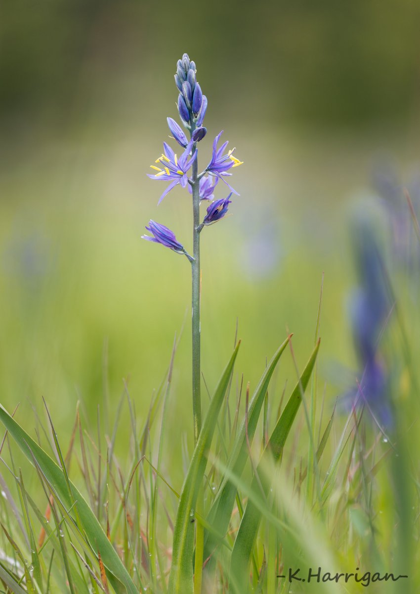 _DSC3116 copy.jpg