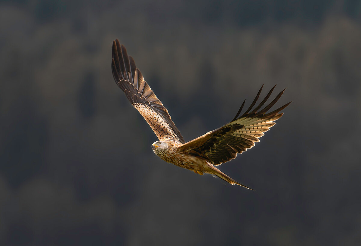 _DSC3155-DxO_DeepPRIME XD2s-1 copy.jpg