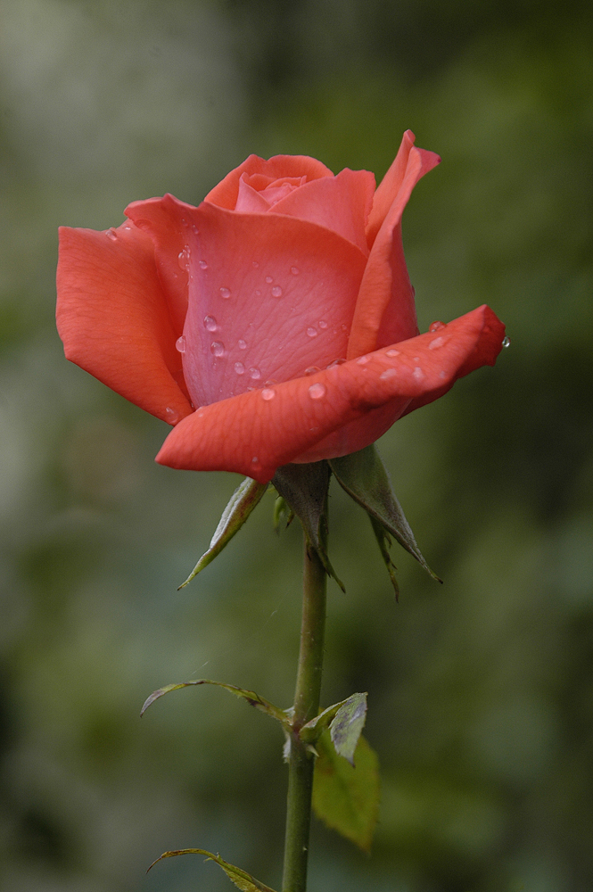 _DSC3450_dw.jpg
