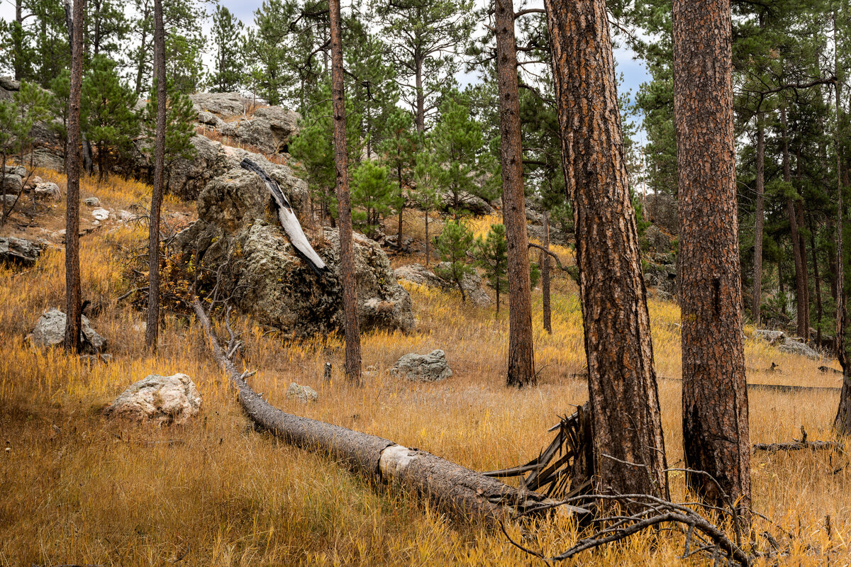 _DSC3452-NEF_DxO_DeepPRIMEXD-Pano-Edit.jpeg