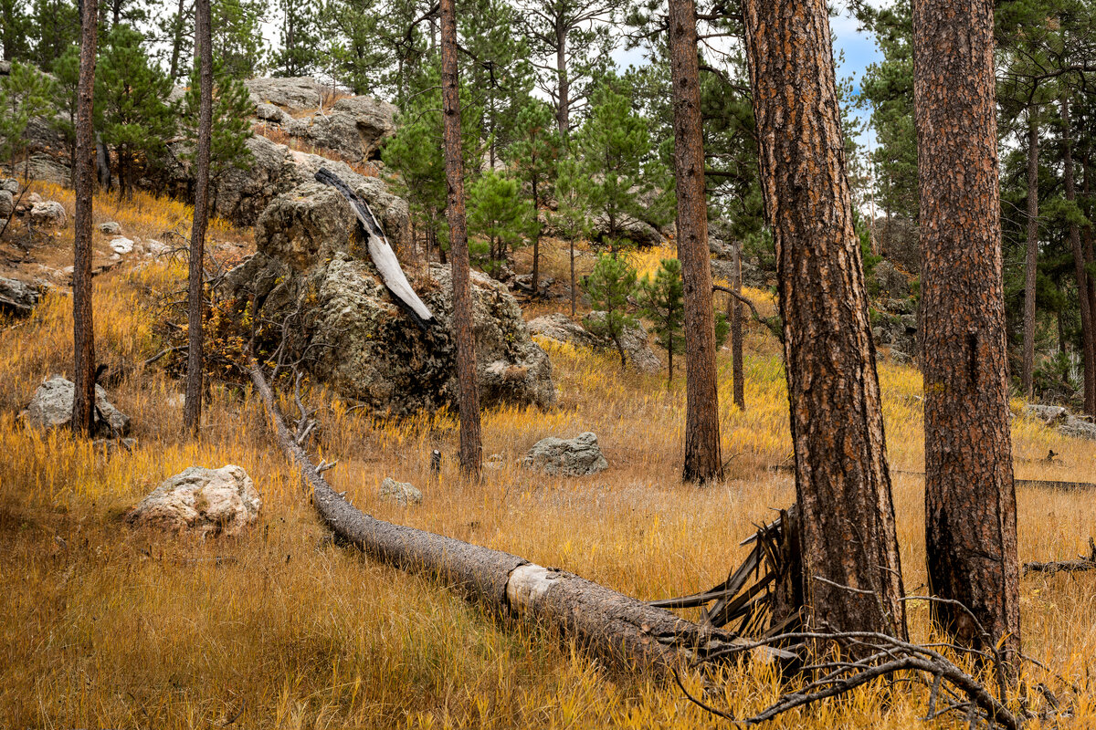 _DSC3452-NEF_DxO_DeepPRIMEXD-Pano-Edit.jpg